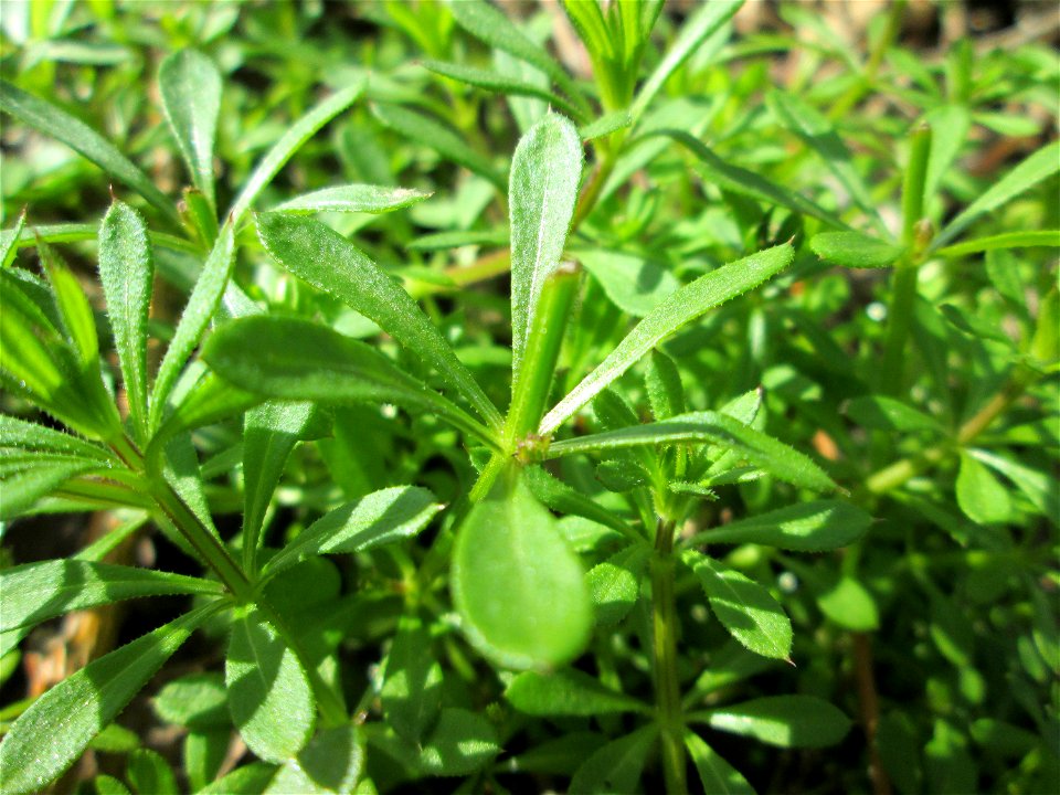 Kletten-Labkraut (Galium aparine) im Naturschutzgebiet „Alter Kraichbach hinter den Bergen“ im Hockenheimer Rheinbogen