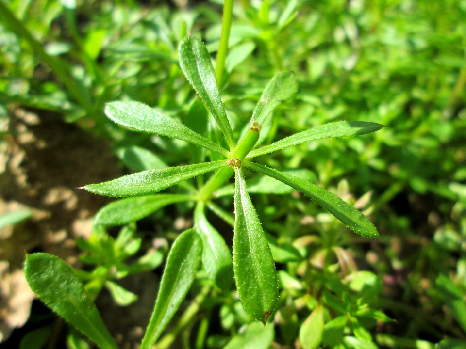 Kletten-Labkraut (Galium aparine) im Naturschutzgebiet „Alter Kraichbach hinter den Bergen“ im Hockenheimer Rheinbogen