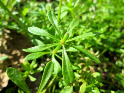 Kletten-Labkraut (Galium aparine) im Naturschutzgebiet „Alter Kraichbach hinter den Bergen“ im Hockenheimer Rheinbogen