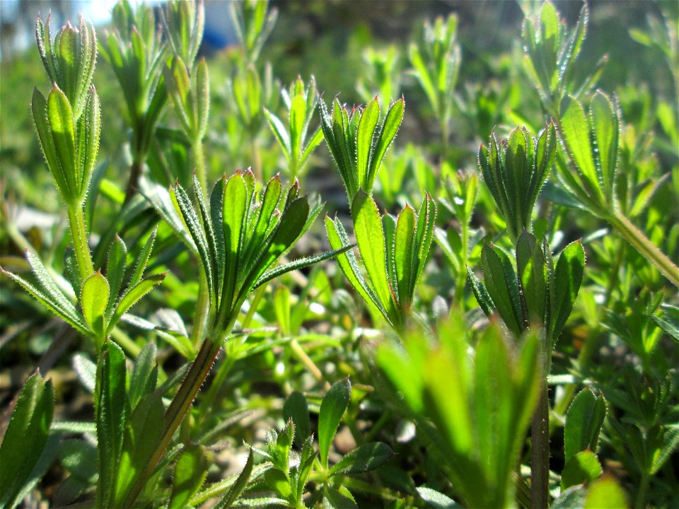 Kletten-Labkraut (Galium aparine) in Sankt Arnual - das ist das Kraut, dessen Früchte bei einem Waldspaziergang immer an den Socken hängen bleiben