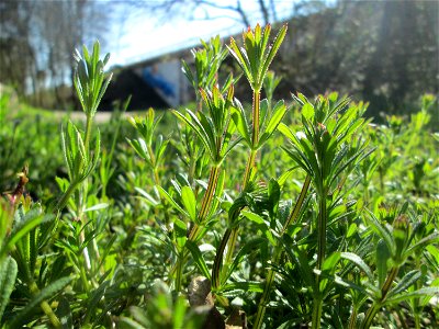 Kletten-Labkraut (Galium aparine) in Sankt Arnual - das ist das Kraut, dessen Früchte bei einem Waldspaziergang immer an den Socken hängen bleiben