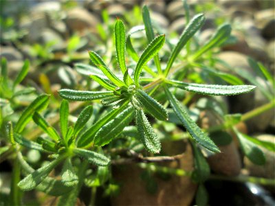 Kletten-Labkraut (Galium aparine) am Bahnhof Bruchmühlbach-Miesau