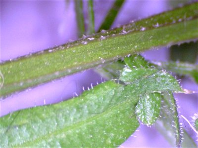 Close up picture of Cleavers, Galium aparine, showing hooks that give it its stick quality photo