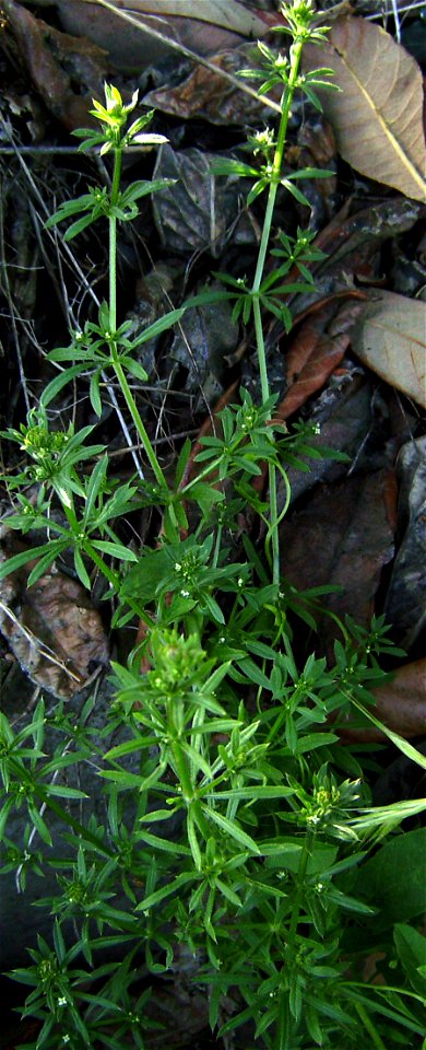 Galium aparine flowering, Castelltallat, Catalonia photo