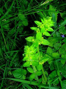 Cruciata laevipes, the Crosswort or in Gaelic the Luc na croise (Plant of the Cross). Ellisland, Nithsdale, Dumfries & Galloway, Scotland.