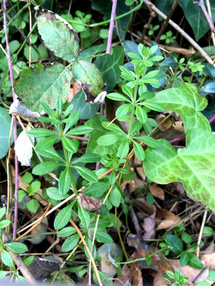catchweed bedstraw (Galium aparine)