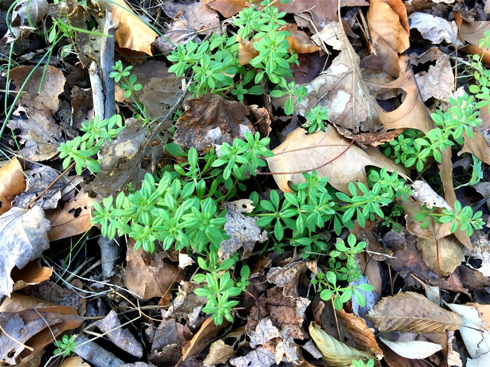 catchweed bedstraw (Galium aparine)