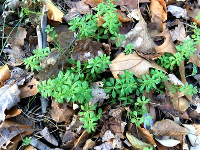 catchweed bedstraw (Galium aparine) photo