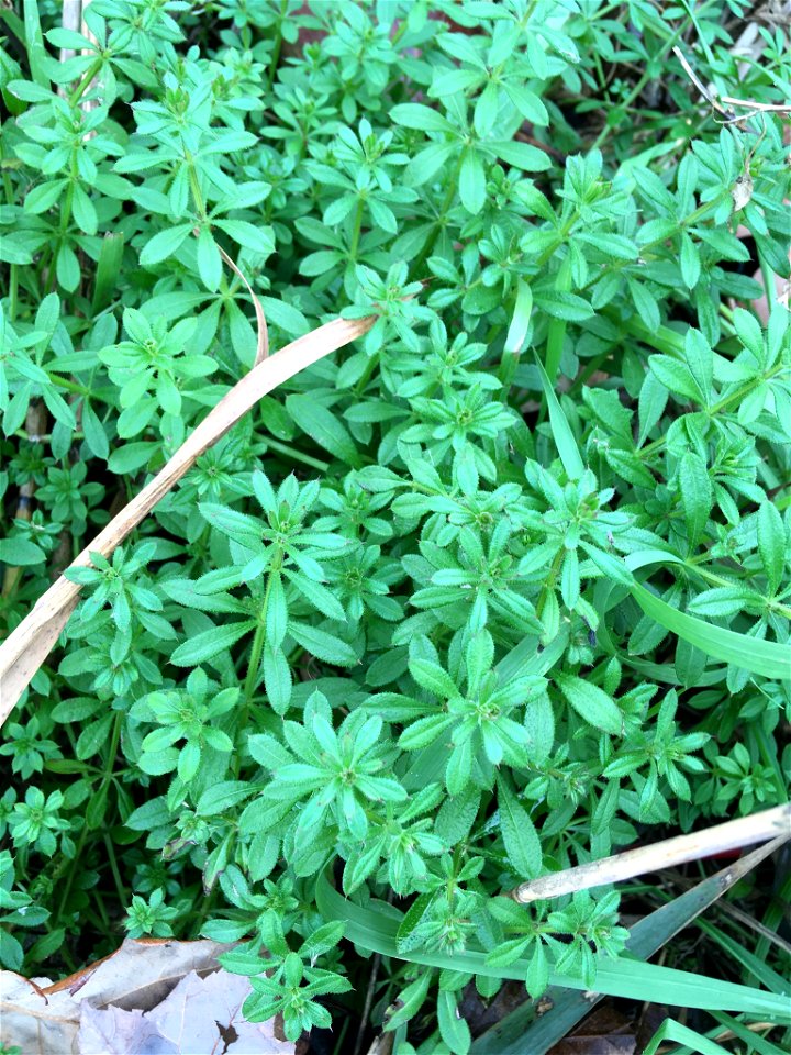 catchweed bedstraw (Galium aparine)