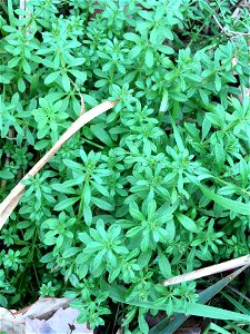 catchweed bedstraw (Galium aparine) photo