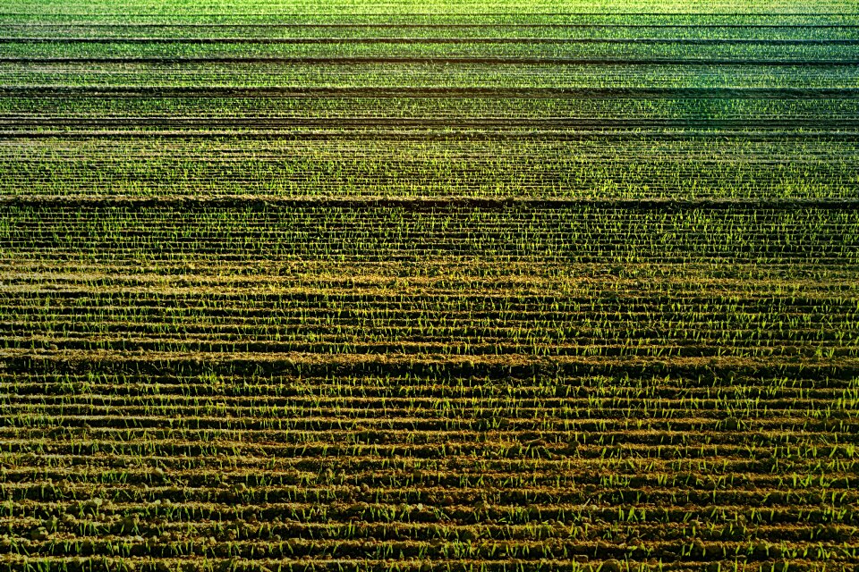 Abstract landscape meadow