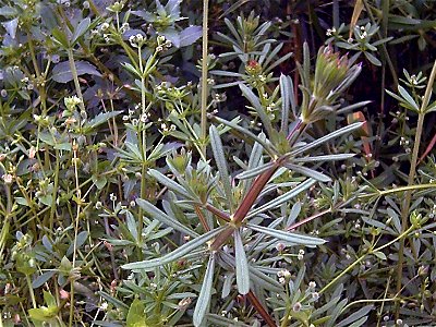 Galium aparine Habitus, in Sierra Madrona, Spain photo