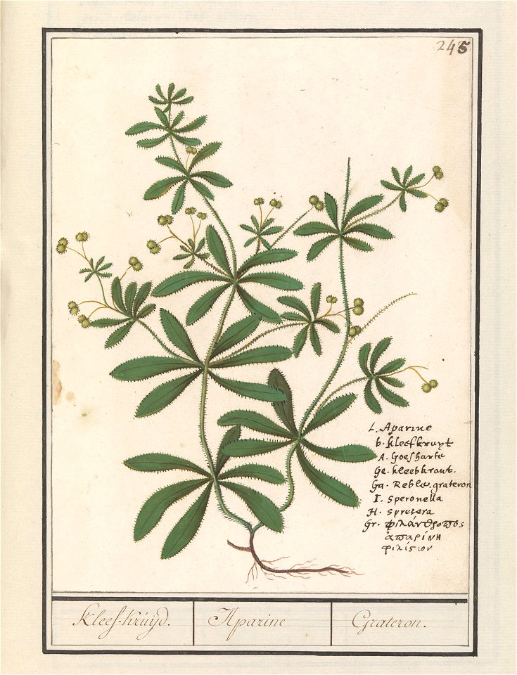 IdentificatieTitel(s): Kleefkruid (Galium aparine)Kleef-Kruijd. / Aparine / Grateron. (titel op object)Objecttype: tekening Objectnummer: RP-T-BR-2017-1-10-49Omschrijving: Kleefkruid. Genummerd rechts