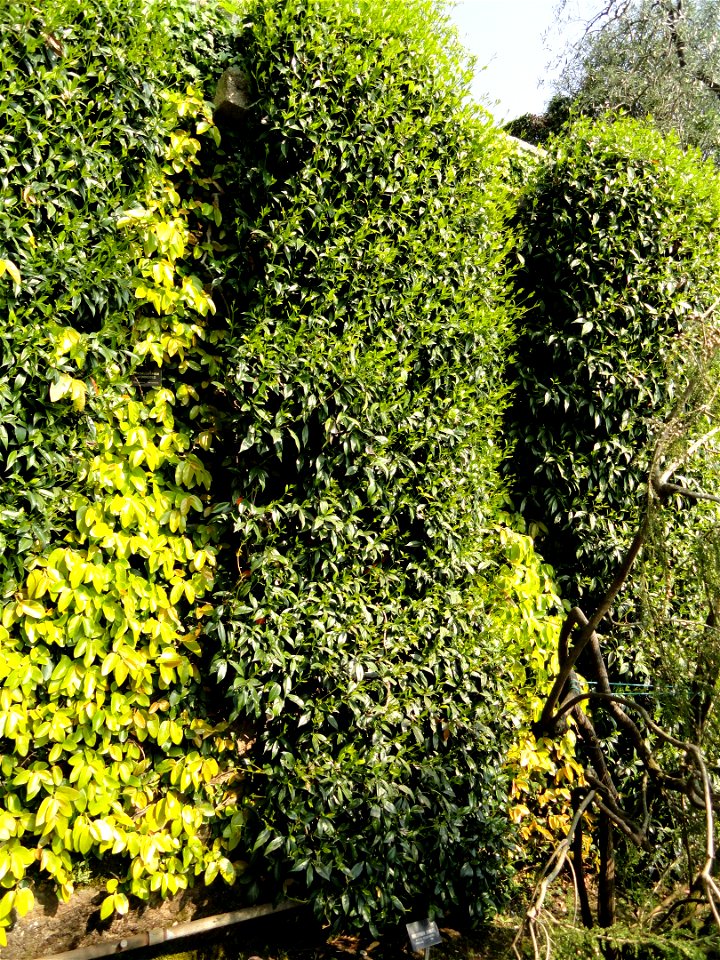 Trachelospermum jasminoides (Rhyncospermum jasminoides). Botanical specimen on Isola Madre (Stresa), Lake Maggiore, Italy.