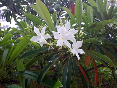 Cerbera odollam in Krabi, Thailand