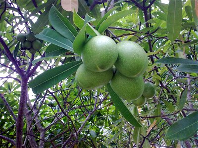 Unidentified cerbera in Krabi, Thailand