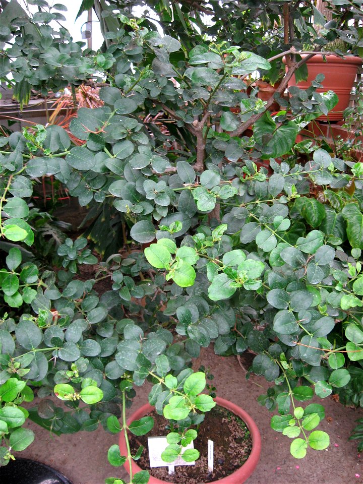 A picture of Carissa macrocarpa.