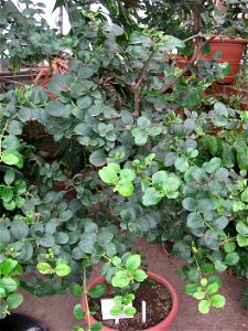 A picture of Carissa macrocarpa.