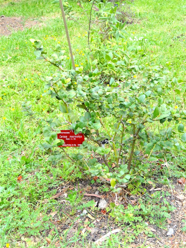 Carissa macrocarpa specimen in the Jardin botanique de la Villa Thuret, Antibes Juan-les-Pins, Alpes-Maritimes,France.