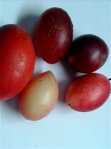 பெருங்களா Botanical name: Carissa carandas Common name: Karanda Tamil name – PERUNG KALA (பெருங்களா) Fruits are edible ; Used for jellies or jam ; used for treatment of anorexia Leaf d photo