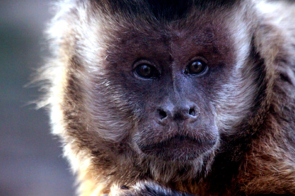 Sapajus nigritus brown capuchin living nature