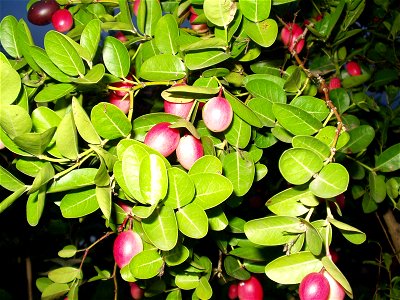 cherry fruit of Bengal,called Karamcha photo