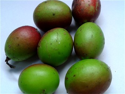 பெருங்களா Botanical name: Carissa carandas Common name: Karanda Tamil name – PERUNG KALA (பெருங்களா) Fruits are edible ; Used for jellies or jam ; used for treatment of anorexia Leaf d photo