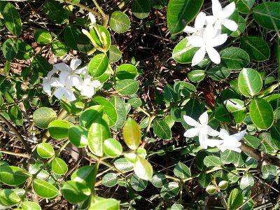 பெருங்களா  
Botanical name: Carissa carandas
Common name: Karanda 
Tamil name – PERUNG KALA (பெருங்களா)
Fruits are edible ; Used for jellies or jam ; used for treatment of  anorexia   Leaf d