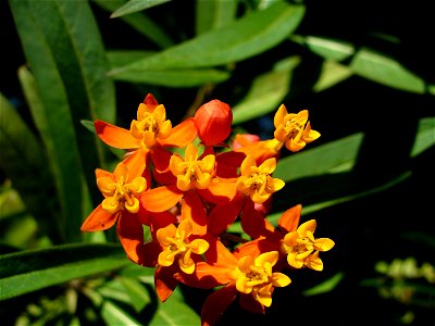 I am the originator of this photo. I hold the copyright. I release it to the public domain. This photo depicts flowers, probably Asclepias tuberosa