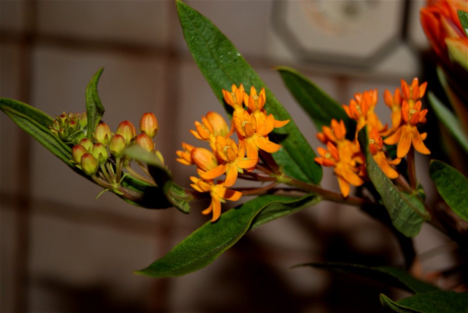 Asclepias tuberosa
