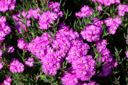 Garden summer floral