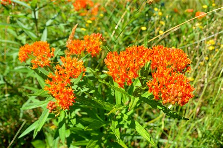 Butterfly weed (Asclepias tuberosa) photo