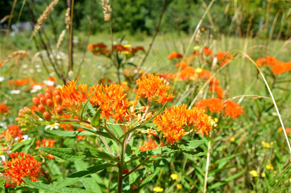 Butterfly weed (Asclepias tuberosa)
