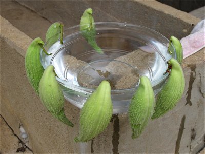 Fruits of Asclepias syriata used as decoration for their parrot looking. photo