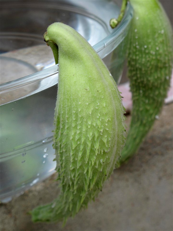 Fruits of Asclepias syriata used as decoration for their parrot looking.