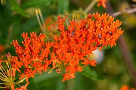 Butterfly weed (Asclepias tuberosa) photo