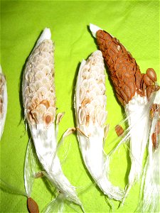 Fruits of Asclepias syriata used as decoration for their parrot looking. photo