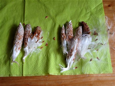 Fruits of Asclepias syriata used as decoration for their parrot looking. photo