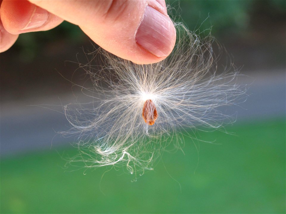 Seeds of Asclepias syriaca ready to fly by the wind.