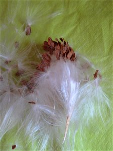 Fruits of Asclepias syriata used as decoration for their parrot looking. photo