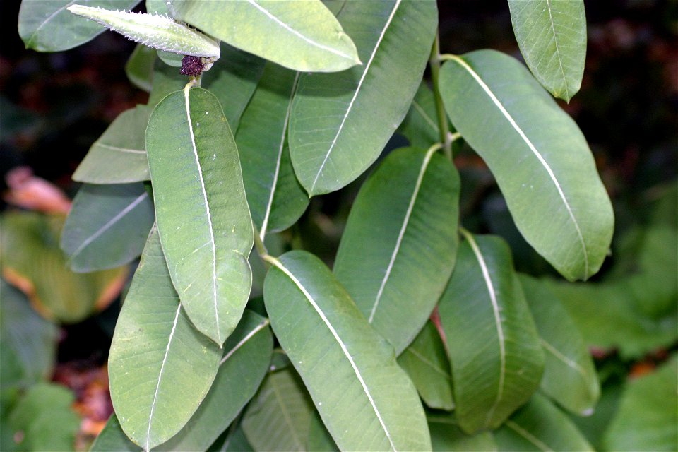 Common Milkwed foliage