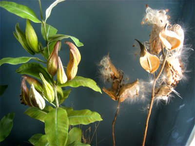 Botanical model of Asclepias syriaca by George and Paul Marchand in the Buffalo Museum of Science, Buffalo, New York, USA.