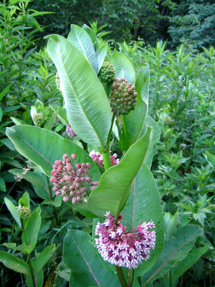 A milkweed plant Asclepias syriaca in bloom.