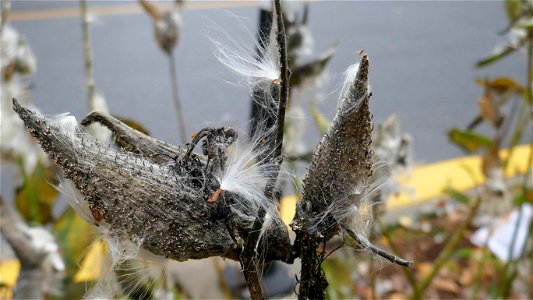 Common milkweed seed "pod" releasing seeds after bursting. photo