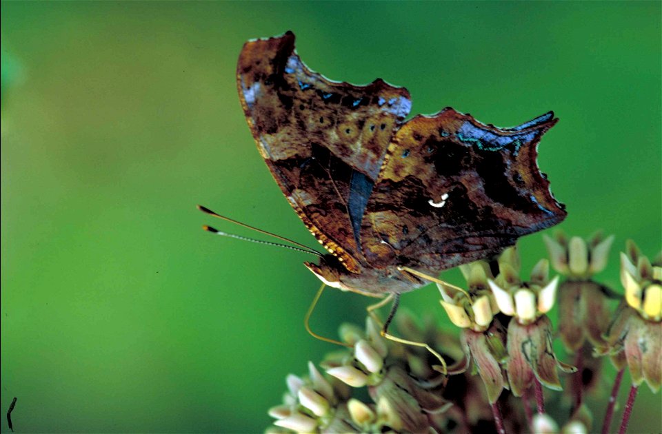 Image title: Question mark butterfly on common milkweed flower Image from Public domain images website, http://www.public-domain-image.com/full-image/fauna-animals-public-domain-images-pictures/insect photo