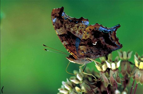 Image title: Question mark butterfly on common milkweed flower Image from Public domain images website, http://www.public-domain-image.com/full-image/fauna-animals-public-domain-images-pictures/insect photo