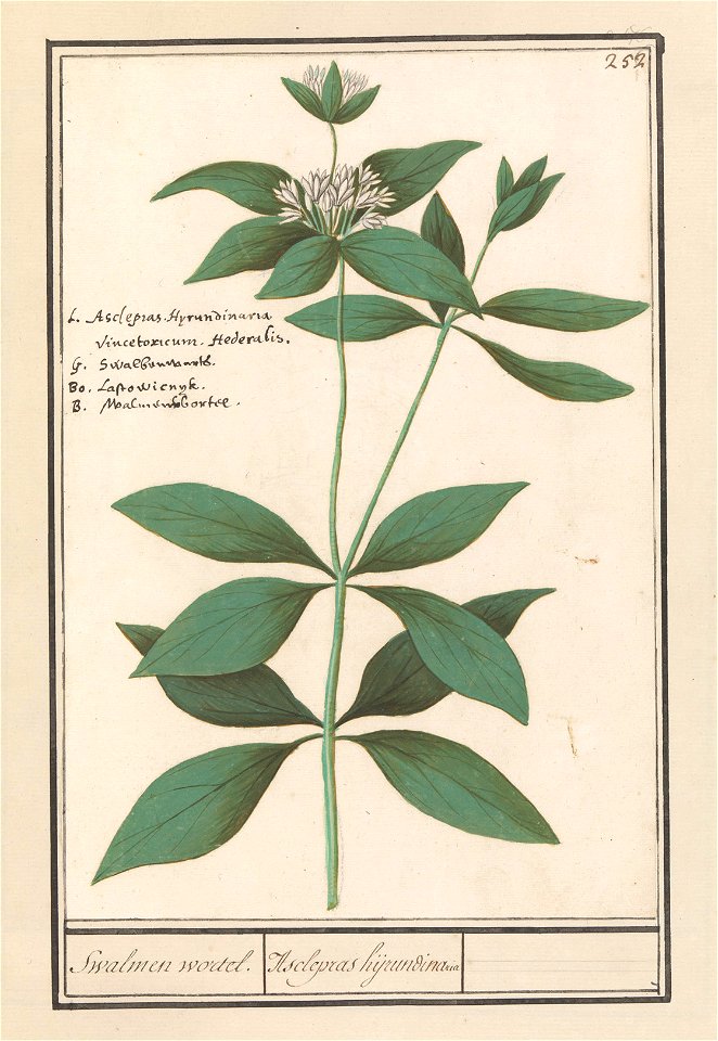IdentificatieTitel(s): Zijdeplant (Asclepias syriaca)Swalmen wortel. / Asclepras hijrundinaria (titel op object)Objecttype: tekening Objectnummer: RP-T-BR-2017-1-10-56Omschrijving: Zijdeplant of zwalu