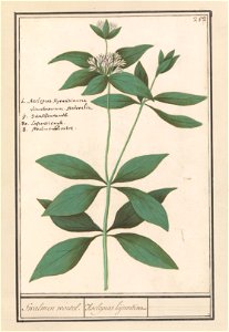 IdentificatieTitel(s): Zijdeplant (Asclepias syriaca)Swalmen wortel. / Asclepras hijrundinaria (titel op object)Objecttype: tekening Objectnummer: RP-T-BR-2017-1-10-56Omschrijving: Zijdeplant of zwalu