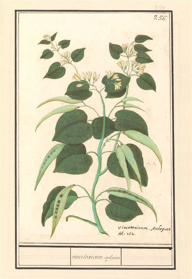 IdentificatieTitel(s): ZijdeplantZijdeplant (Asclepias syriaca)vincetoxicum asclepias. (titel op object)Objecttype: tekening Objectnummer: RP-T-BR-2017-1-10-60Omschrijving: Zijdeplant, met bloemen en 