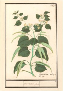 IdentificatieTitel(s): ZijdeplantZijdeplant (Asclepias syriaca)vincetoxicum asclepias. (titel op object)Objecttype: tekening Objectnummer: RP-T-BR-2017-1-10-60Omschrijving: Zijdeplant, met bloemen en 